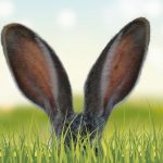 Hase goes green – feiere irre nachhaltig Ostern!