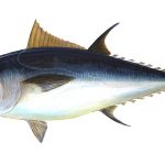 Nachhaltigkeit: Ist Thunfisch essen okay?